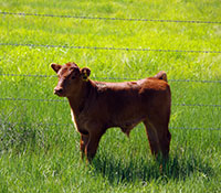 Giefer Ranch Red Angus Kansas