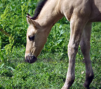 Giefer Ranch Quarter Horses Kansas