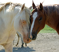 Giefer Ranch Quarter Horses Kansas