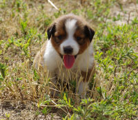 Giefer Ranch English Shepherds Kansas