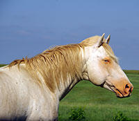 Giefer Ranch Quarter Horses Kansas