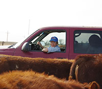 Giefer Ranch Red Angus Kansas