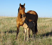 Giefer Ranch Quarter Horses Kansas
