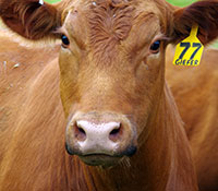 Giefer Ranch Red Angus Kansas