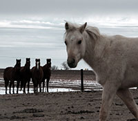 Giefer Ranch Quarter Horses Kansas