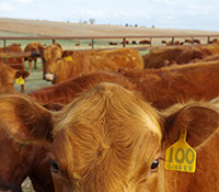 Giefer Ranch Red Angus Kansas