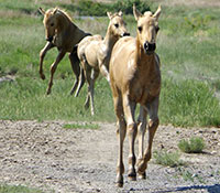 Giefer Ranch Quarter Horses Kansas