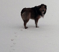 Giefer Ranch English Shepherds Kansas