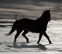Giefer Ranch Quarter Horses Kansas