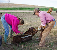 Giefer Ranch Red Angus Kansas