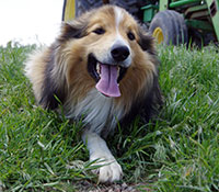Giefer Ranch English Shepherds Kansas