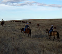 Giefer Ranch Red Angus Kansas