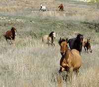 Giefer Ranch Quarter Horses Kansas
