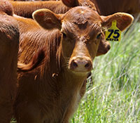 Giefer Ranch Red Angus Kansas