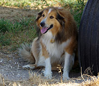 Giefer Ranch English Shepherds Kansas