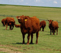 Giefer Ranch Red Angus Kansas