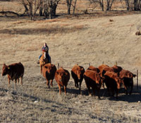 Giefer Ranch Red Angus Kansas