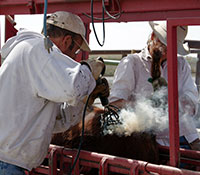 Giefer Ranch Red Angus Kansas