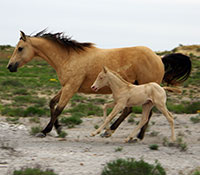 Giefer Ranch Quarter Horses Kansas