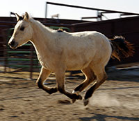 Giefer Ranch Quarter Horses Kansas