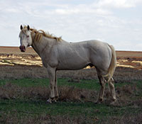 Giefer Ranch Quarter Horses Kansas