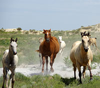 Giefer Ranch Quarter Horses Kansas