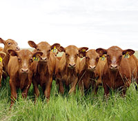 Giefer Ranch Red Angus Kansas