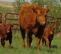 Giefer Ranch Red Angus Kansas