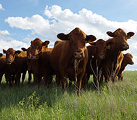 Giefer Ranch Red Angus Kansas