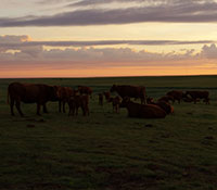 Giefer Ranch Red Angus Kansas