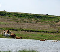 Giefer Ranch Quarter Horses Kansas