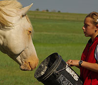 Giefer Ranch Quarter Horses Kansas