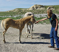 Giefer Ranch Quarter Horses Kansas
