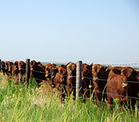 Giefer Ranch Red Angus Kansas