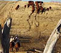 Giefer Ranch Red Angus Kansas