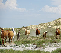 Giefer Ranch Quarter Horses Kansas