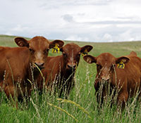 Giefer Ranch Red Angus Kansas