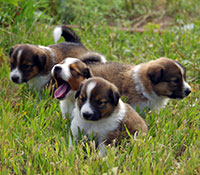 Giefer Ranch English Shepherds Kansas
