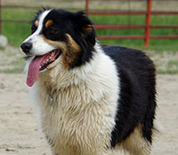Giefer Ranch English Shepherds Kansas