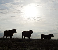 Giefer Ranch Red Angus Kansas