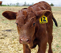 Giefer Ranch Red Angus Kansas