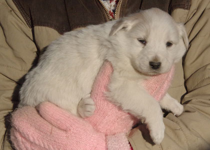 Snowball