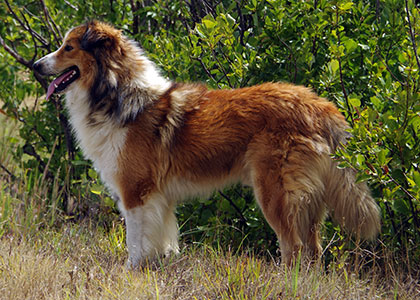 Caine
