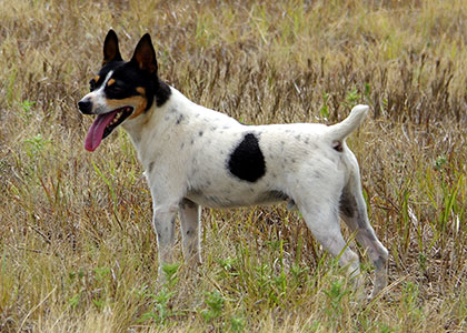 Patches