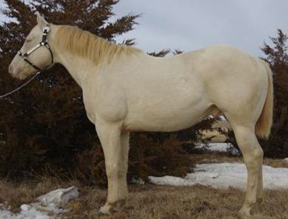 Giefer Rnach Stallion Zand Stone